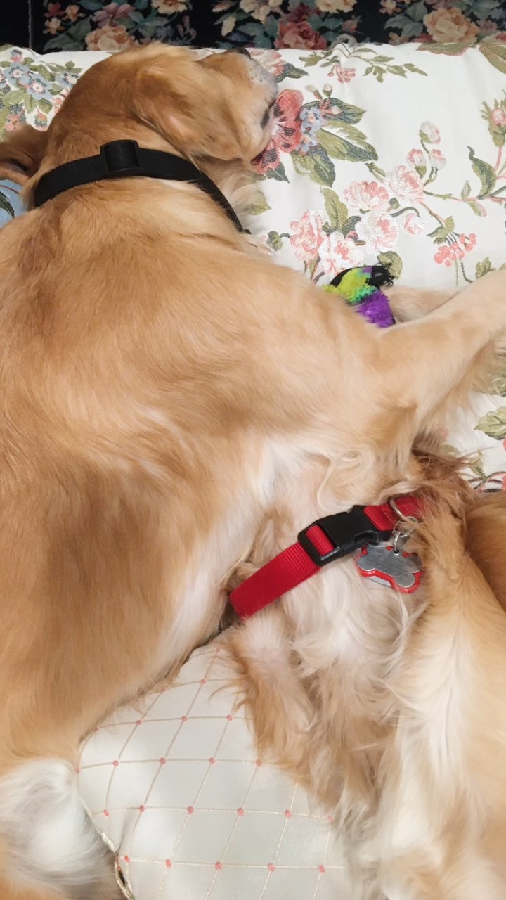 Pet Friends - 2020.jpg